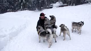 Top Norwegian Elkhound Stud Dog Karu and his Females [upl. by Nnylakcaj]