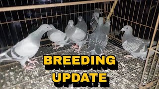 BREEDING UPDATE NDR 2024 BAKUNAHAN NA NATIN SILA NG 4 in 1 VACCINE [upl. by Anaitit]