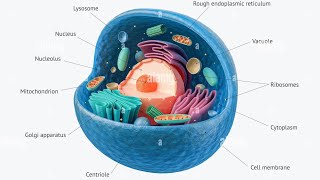 Biologie Cellulaire amp Histologie BCG S1 شنو غانقرا في هذه المادة بالدارجة ؟ [upl. by Baseler]