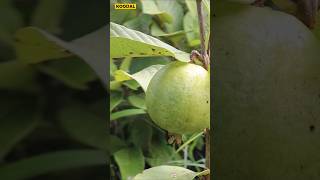 😱🌱12 அடியில் காய்க்கும் தைவான் பிங்க்🍈Taiwan Pinkguavataiwanpinkplantinggardeningorganic [upl. by Quartas]