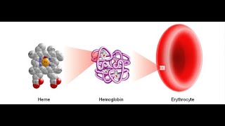 Biochemistry  HEME and PORPHYRIN synthesis [upl. by Olocin]