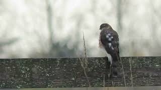 112424 Juv sharpShinned Hawk Kent Wa 2220163 [upl. by Seaman142]