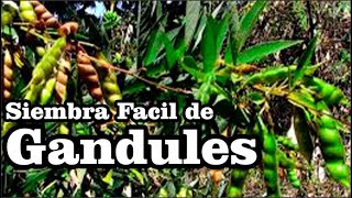 Gandules  Frijol de palo Cajanus cajan Sembrando en casa [upl. by Acinimod]