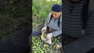 We Cooked Walnut Pilaf in the Village  with Village Cholpa [upl. by Ketchum691]