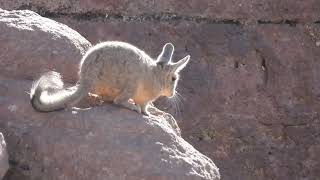 Viscacha in Bolivia [upl. by Nylirrej]