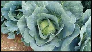 PART 17 OF OUR 90 000 PLANTS OF CABBAGES WE ARE NOW BUSSY HARVESTINGfarming trending agriculture [upl. by Atnahc]