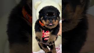 Rottie Puppy Excessive amount of Cuteness 😍 [upl. by Anit558]