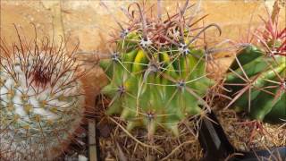 Cactus Collection Tour  Autumn 2017 [upl. by Drewett620]