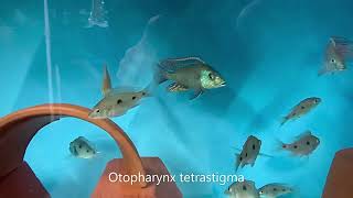 Integral Aquatics Otopharynx tetrastigma [upl. by Halfdan]