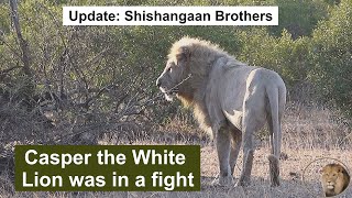 Update Casper The White Lion And Shishangaan Brothers [upl. by Anaile]