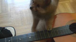 Dog trainning  How to play guitar [upl. by Viviane]