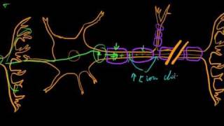 Part 7b  Graded and Action Potentials [upl. by Yelsgnik668]