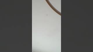 spider on the ceiling [upl. by Olsewski892]