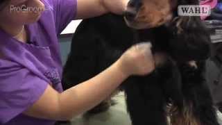 Grooming Guide  Cocker Spaniel  HandstripShowCompetition Trim  Pro Groomer [upl. by Eittod]