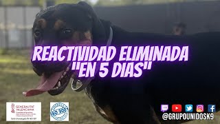 Reactividad eliminada en 5 días perroreactivo reactividadcanina adiestramientocanino [upl. by Cleary867]