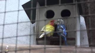 Parakeet and Love bird hybridization occurring in a cage [upl. by Ahsenid]