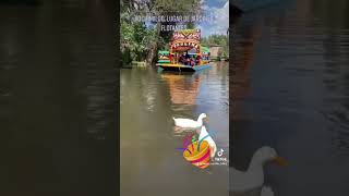 Trajineras Xochimilco Cuemanco CDMX shots viralshorts shortsviral [upl. by Rich]