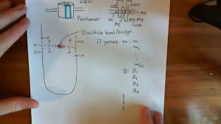 The Pore of the Nicotinic Acetylcholine Receptor Part 1 [upl. by Ybeloc452]