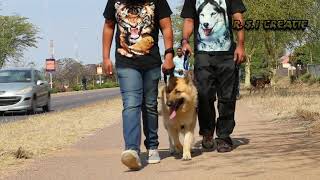 German Shepherd walk Botswana [upl. by Nodnar271]