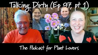 Michaelmas Daisy Special with The Picton Garden  Part One Talking Dirty Ep 97 [upl. by Mada]