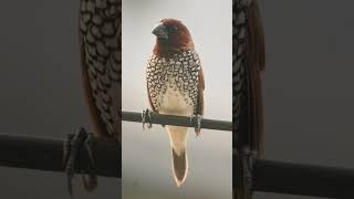 🐥•³⁸ Scalybreasted Munia Lonchura punctulata in Waxbill Munia Family Estrildidae [upl. by Inar929]