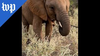 Rewilding elephants at an Indigenousrun sanctuary in Kenya [upl. by Akirdnas]