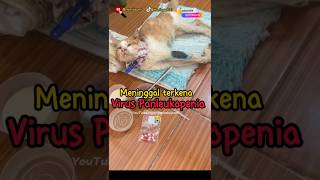 terkena virus panleukopenia 😭 kucinglucu kucingmeong catlover cat kucing [upl. by Rehpinej]