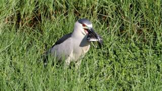 Black Crowned Night Heron [upl. by Lynette]