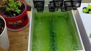 Algae problem in the hydroponic lettuce [upl. by Haisi785]