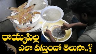 Vannamei Prawn Seed  రొయ్య పిల్లల్ని ఈ విధంగా ప్యాకింగ్‌ చేస్తారు ‌ Prawn Seed Processing plant [upl. by Charlot611]