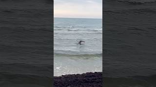 Epic Seagull Hunt 🦅 Catching Flounder in the Baltic Sea Liepaja 🌊 shortsviral [upl. by Odella]