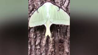 Luna Moth in Florida [upl. by Yaf27]