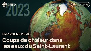 De nouvelles vagues de chaleur dans le SaintLaurent  Découverte [upl. by Fern]