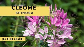 Cleome spinosa o flor araña  Decogarden  Jardinatis [upl. by Dahaf]