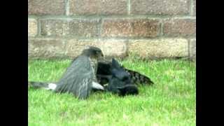 Hawk fighting with a Crow [upl. by Marceau]