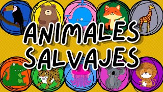 ANIMALES SALVAJES  ¿QUÉ SON  EJEMPLOS [upl. by Hagep221]