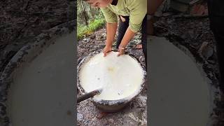 Natural rubber collection Tapping rubber Rubber products Rubber treeshorts [upl. by Bridie]