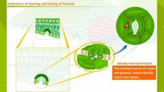 Structure And Working Of Stomata [upl. by Chancelor524]