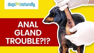 Dog Anal Glands amp How To Express Them With Food [upl. by Airdnahc]