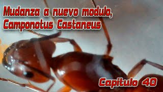 Nuevo módulo para mis quotgominolasquot Capitulo 40 Camponotus Castaneus [upl. by Lehet760]