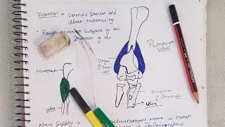 brachialis muscle short anatomy [upl. by Jacquie825]