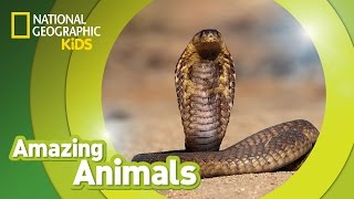 Cobra 🐍  Amazing Animals [upl. by Ennywg]