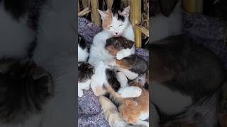 Cute animals funny videos animal animals funny shorts shortsvideo fyp cat [upl. by Jeromy]