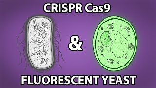 Crispr Cas9 amp Fluorescent Yeast Genetic Engineering at Home [upl. by Rehnberg660]