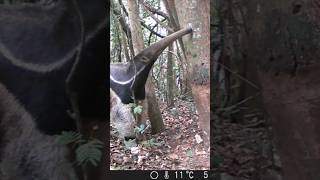 TAMANDUÁBANDEIRA E A ÁRVORE ARRANHADA‼️📽 anteater wildlife trailcam [upl. by Mccoy]