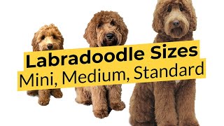 What Labradoodle Size is Best 🐶 Mini 🐶 Medium 🐶 Standard [upl. by Valerie]