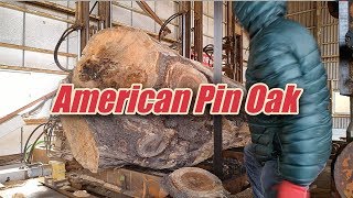 American Pin Oak Sawing [upl. by Aimik]