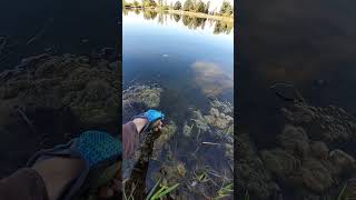 Whats Your Favorite Fish To Catch fish fishing sunfish pondfishing panfish panfishing [upl. by Lemcke]