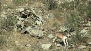 Argali  Mountain sheep  Ovis ammon  Mongolia [upl. by Teagan]