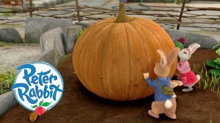 Peter Rabbit  The Great Pumpkin Theft  Cartoons for Kids [upl. by Ettenahs]